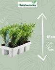 84x ILEX Crenata planten