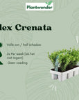 84x ILEX Crenata planten