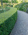 84x ILEX Crenata planten