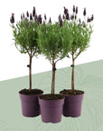 Lavandula Boompjes 3st