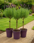 Lavandula Boompjes 3st