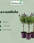 Lavandula Boompjes 3st
