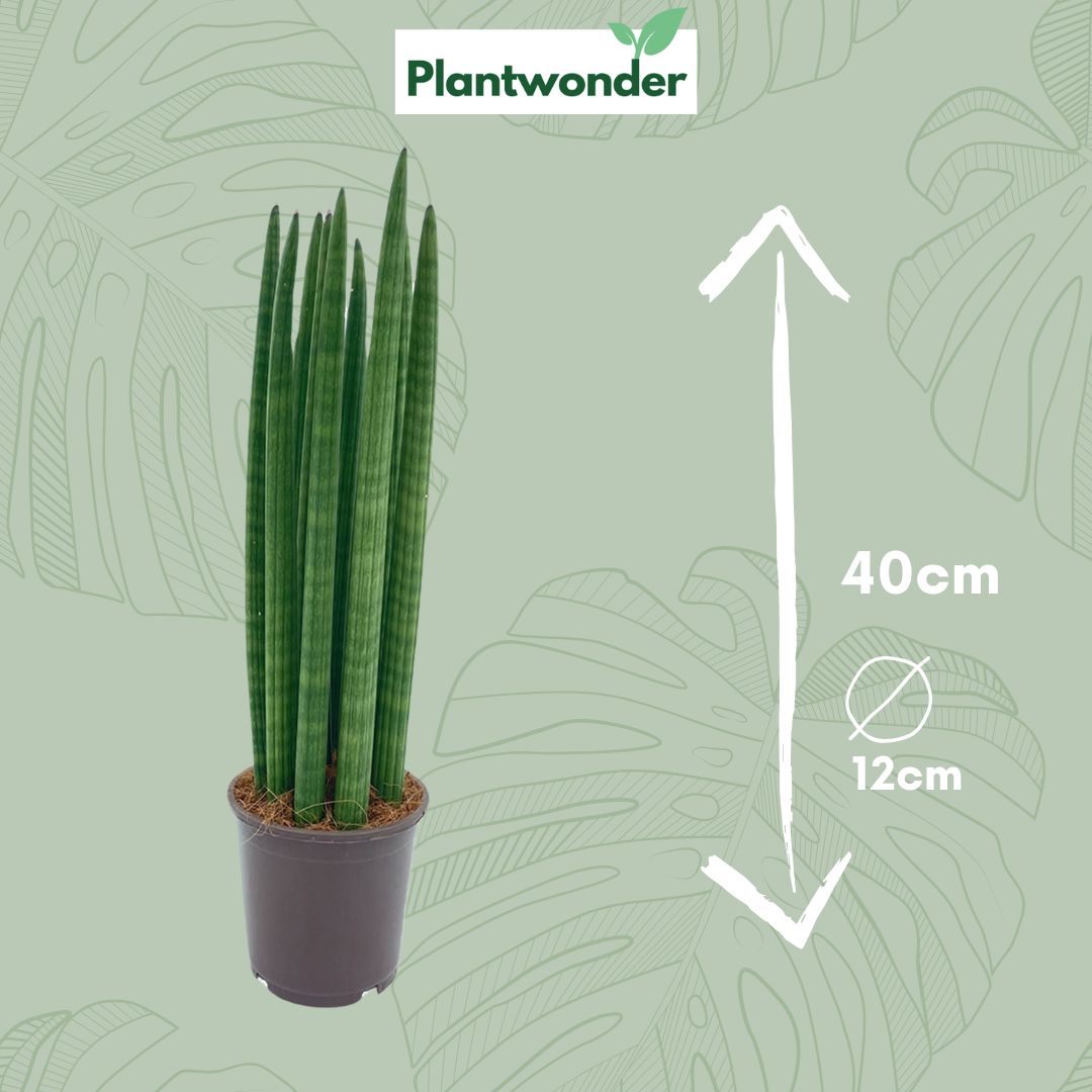 Sansevieria Cylindrica