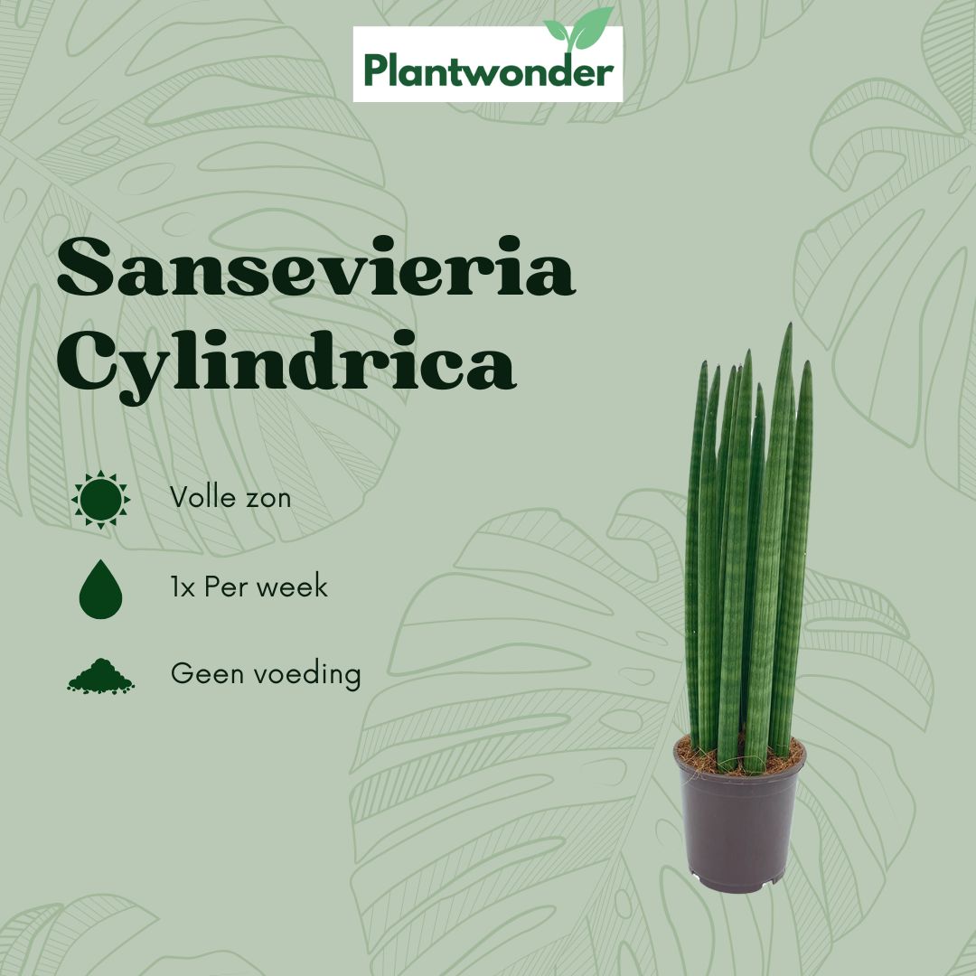 Sansevieria Cylindrica