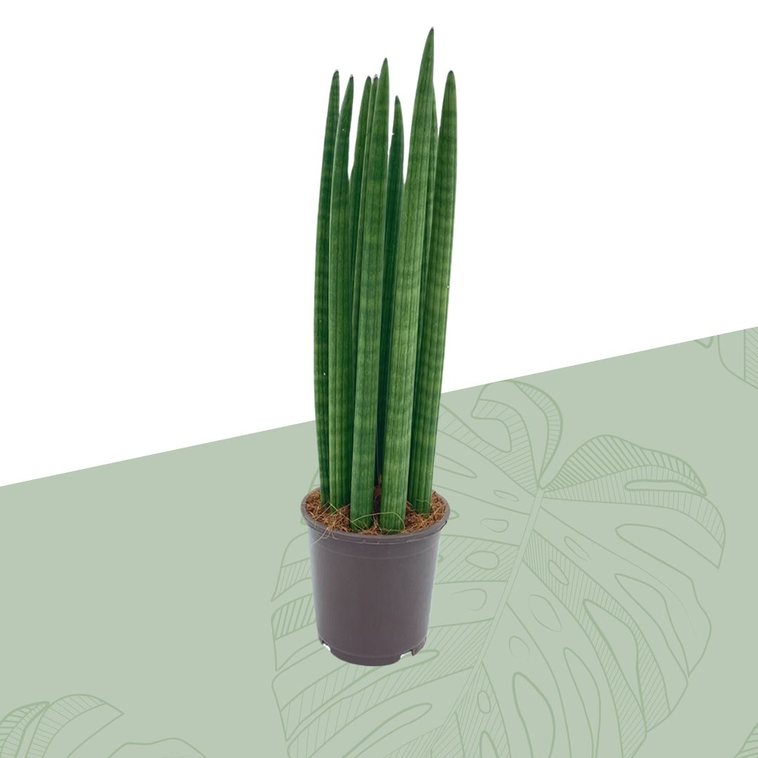 Sansevieria Cylindrica
